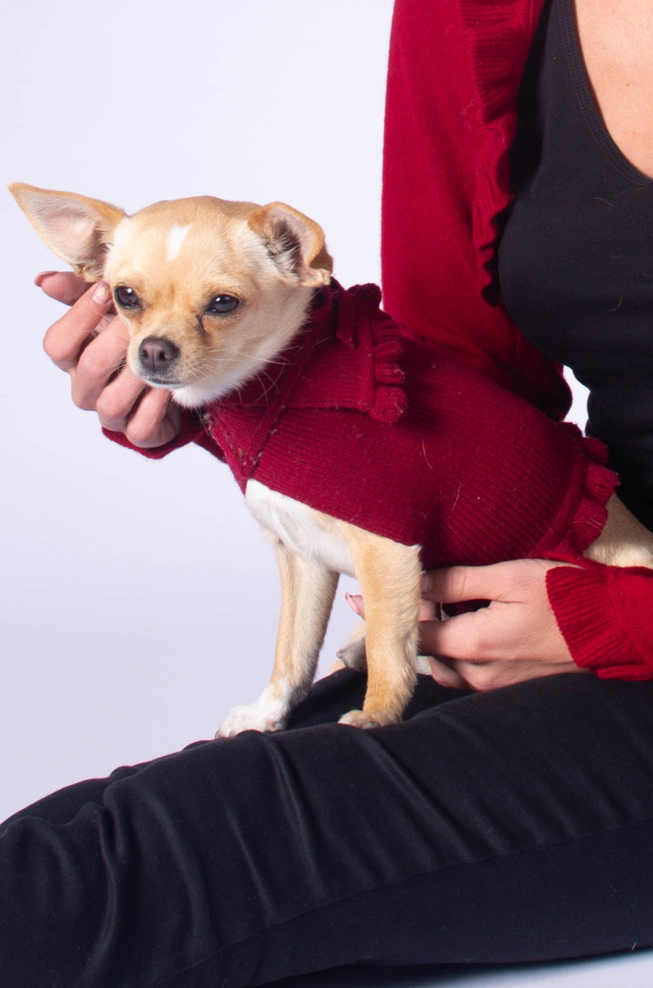 ruffled dog sweater