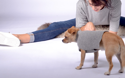 dog sweater with fancy neck detail