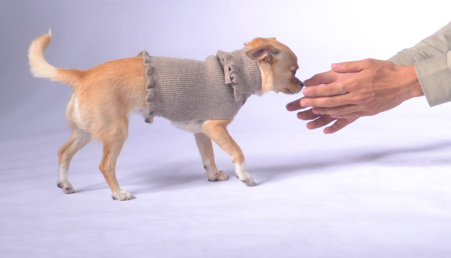 ruffled dog sweater