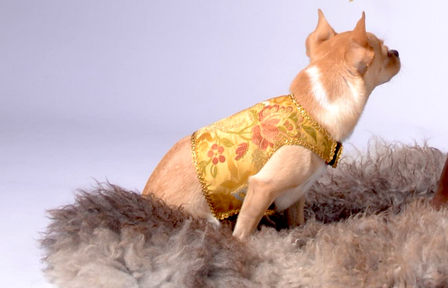 dog wraparound with golden silk brokade