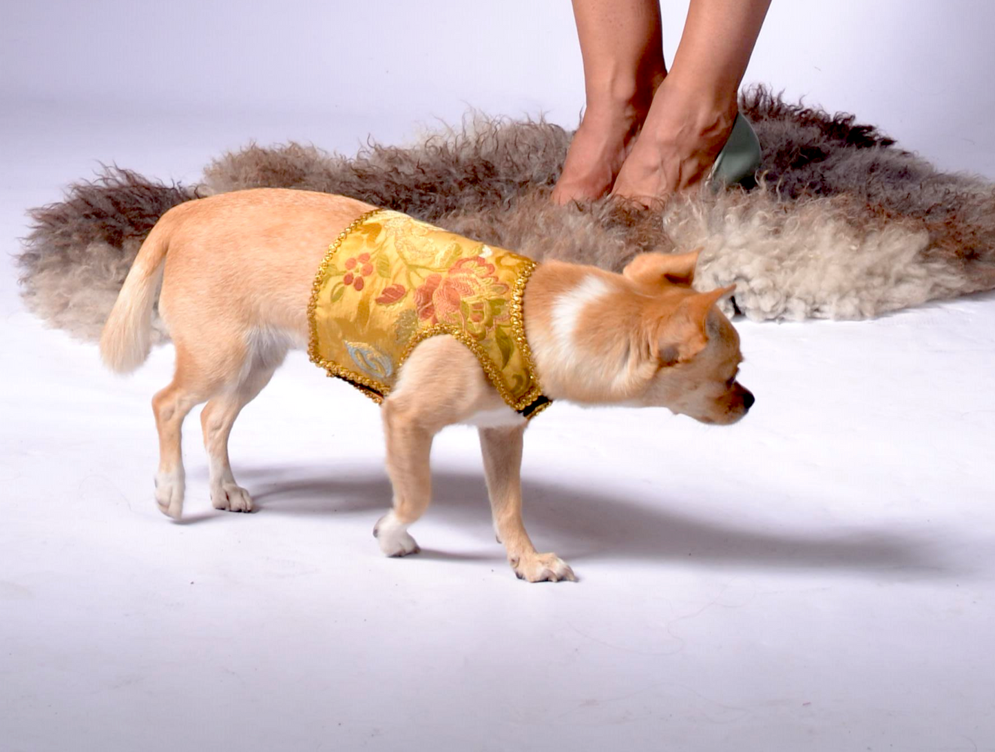 dog wraparound with golden silk brokade